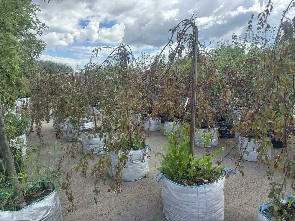 Яблоня декоративная Роял Бьюти (Malus 'Royal Beauty')