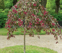 Яблоня декоративная Роял Бьюти (Malus 'Royal Beauty')