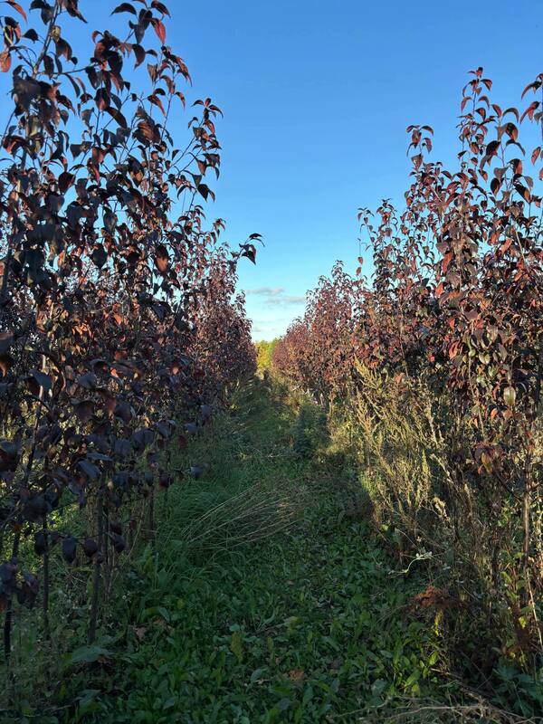 Яблоня декоративная Роялти (Malus 'Royalty')