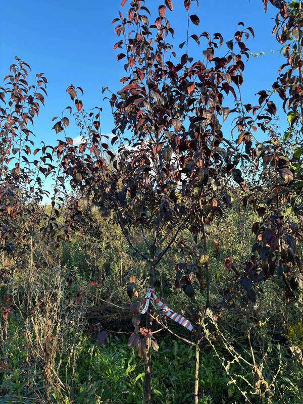 Яблоня декоративная Роялти (Malus 'Royalty')