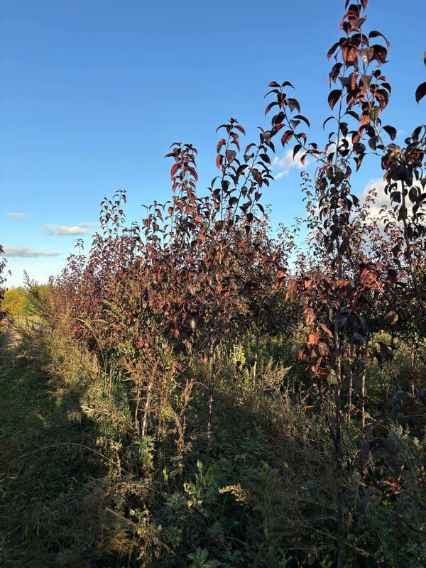 Яблоня декоративная Роялти (Malus 'Royalty')