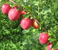 Алыча Комета поздняя (Prunus cerasifera 'Kometa pozdnyaya')