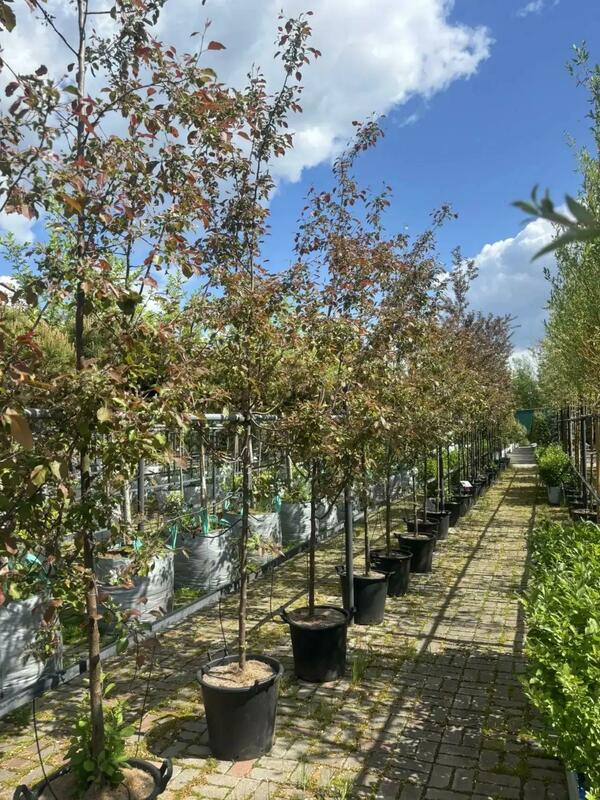 Яблоня декоративная Рудольф (Malus 'Rudolf')