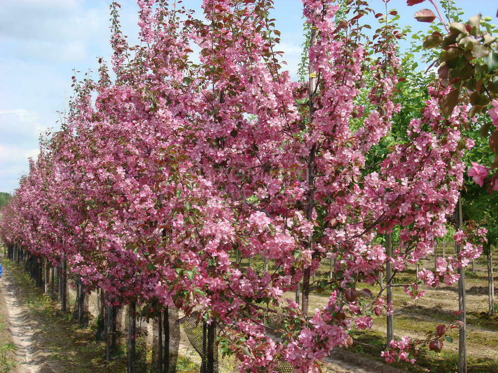 Яблоня декоративная Рудольф (Malus 'Rudolf')