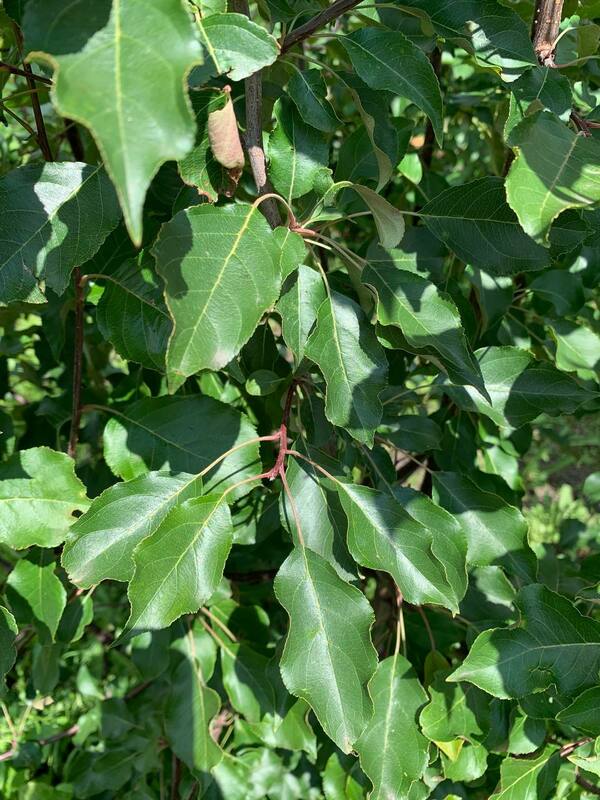 Яблоня декоративная Рудольф (Malus 'Rudolf')