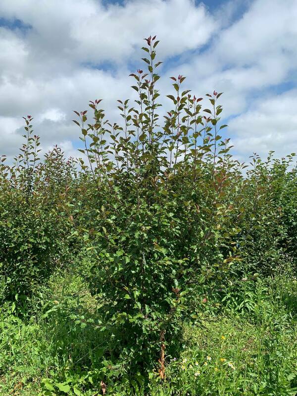 Яблоня декоративная Рудольф (Malus 'Rudolf')