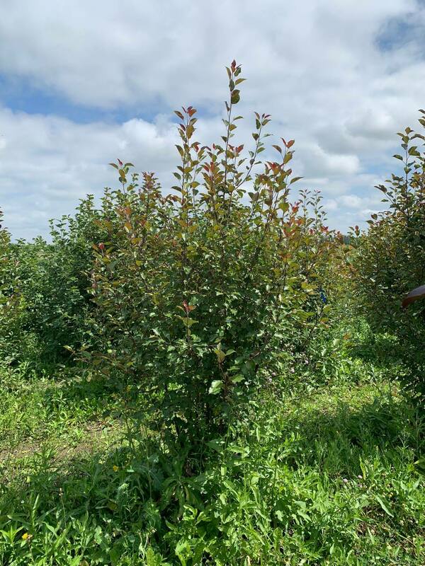 Яблоня декоративная Рудольф (Malus 'Rudolf')