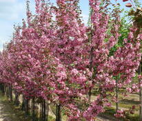 Яблоня декоративная Рудольф (Malus 'Rudolf')