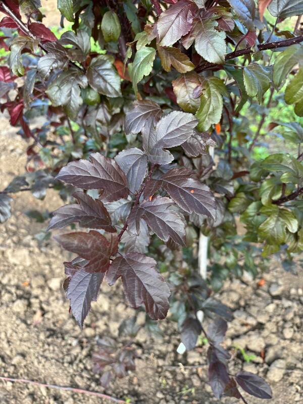 Яблоня декоративная Скарлет (Malus 'Scarlett')