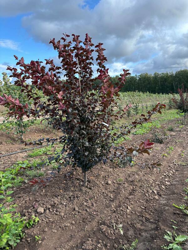 Яблоня декоративная Скарлет (Malus 'Scarlett')