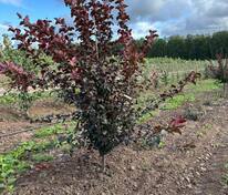 Яблоня декоративная Скарлет (Malus 'Scarlett')