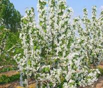 Яблоня декоративная Стрит Парад (Malus 'Street Parade')