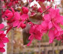 Яблоня декоративная Директор Мурланд (Malus 'Director Moerland')