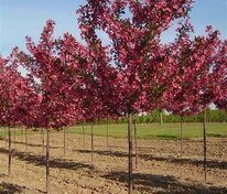 Яблоня декоративная Прериефайер (Malus 'Prairiefire')