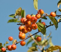 Яблоня декоративная Профессор Шпренгер (Malus 'Professor Sprenger')