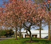 Яблоня декоративная Флорибунда (Malus floribunda)