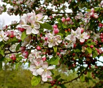Яблоня лесная (Malus sylvestris)