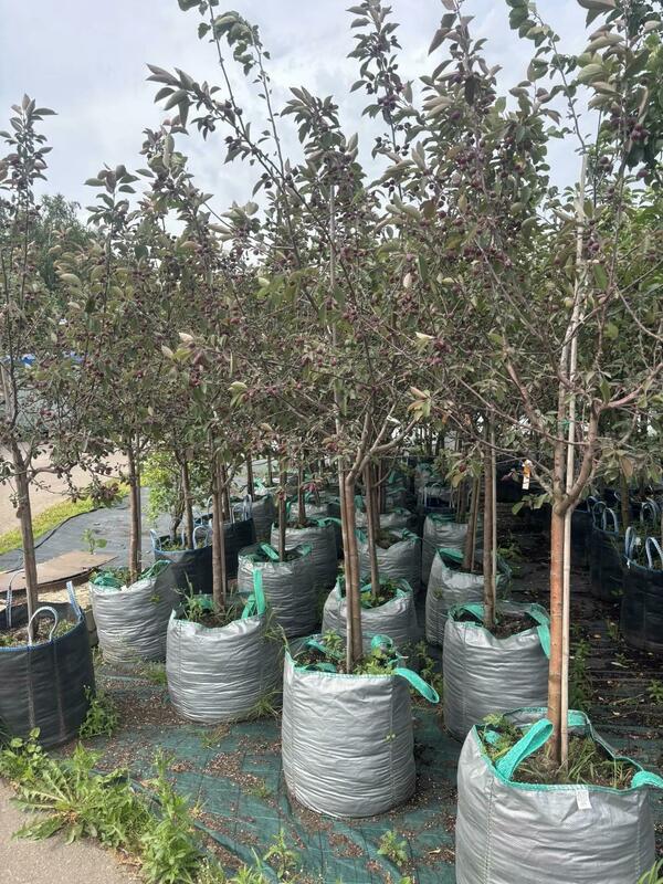 Яблоня декоративная Маковецкого (Malus 'Makowieckiana')
