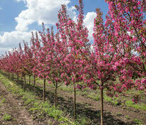 Яблоня декоративная Маковецкого (Malus 'Makowieckiana')