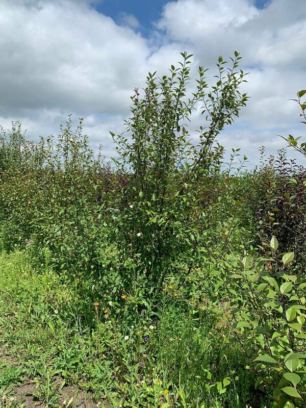 Яблоня декоративная Недзведского (Malus niedzwetzkyana)