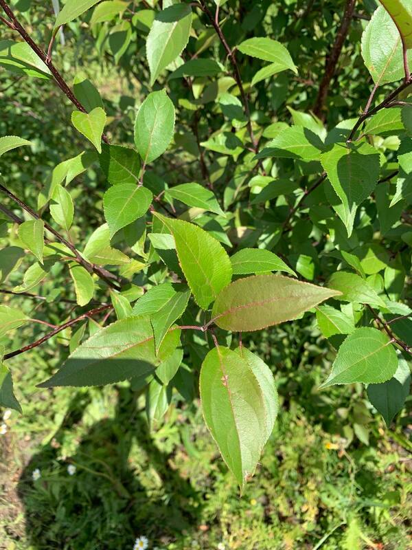 Яблоня декоративная Недзведского (Malus niedzwetzkyana)