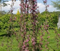 Яблоня декоративная Челз Випинг (Malus 'Cheal’s Weeping') пендула