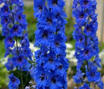 Дельфиниум (Delphinium)
