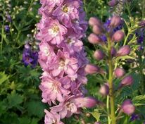 Дельфиниум Астолат (Delphinium 'Astolat')