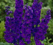 Дельфиниум Блэк Найт (Delphinium 'Black Knight')