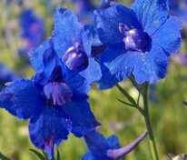 Дельфиниум "Blauer Zwerg" (Блауэр Цверг)