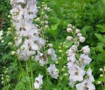 Дельфиниум "Casa Blanca" (Каса Бланка)