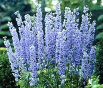 Дельфиниум Саммер Скайс (Delphinium 'Summer Skies')