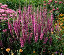 Дербенник Роте Гибриден (Lythrum 'Rote Hybriden')