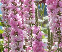 Дербенник иволистный Блаш (Lythrum salicaria 'Blush')
