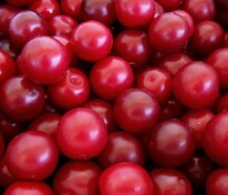 Алыча Лира (Prunus cerasifera 'Lira')