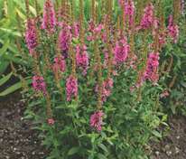 Дербенник иволистный Роберт (Lythrum salicaria 'Robert')