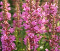 Дербенник иволистный Робин (Lythrum salicaria 'Robin')