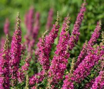 Дербенник иволистный Зигурнерблют (Lythrum salicaria 'Zigeunerblut')