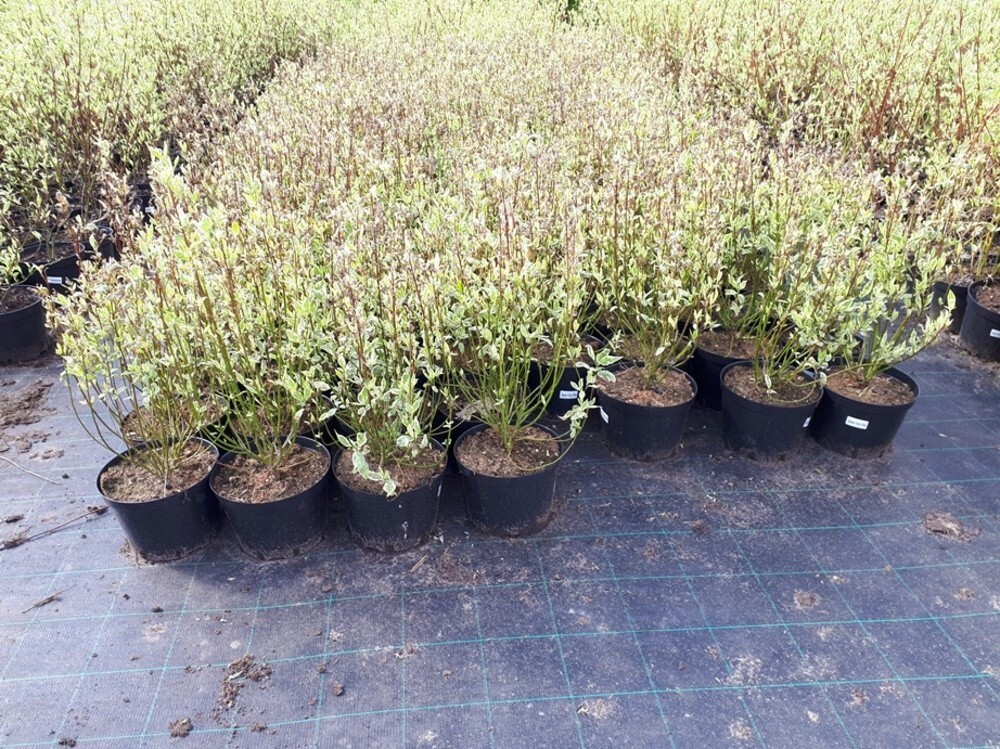 Дерен белый Айвори Хало (Cornus alba 'Ivory Halo')