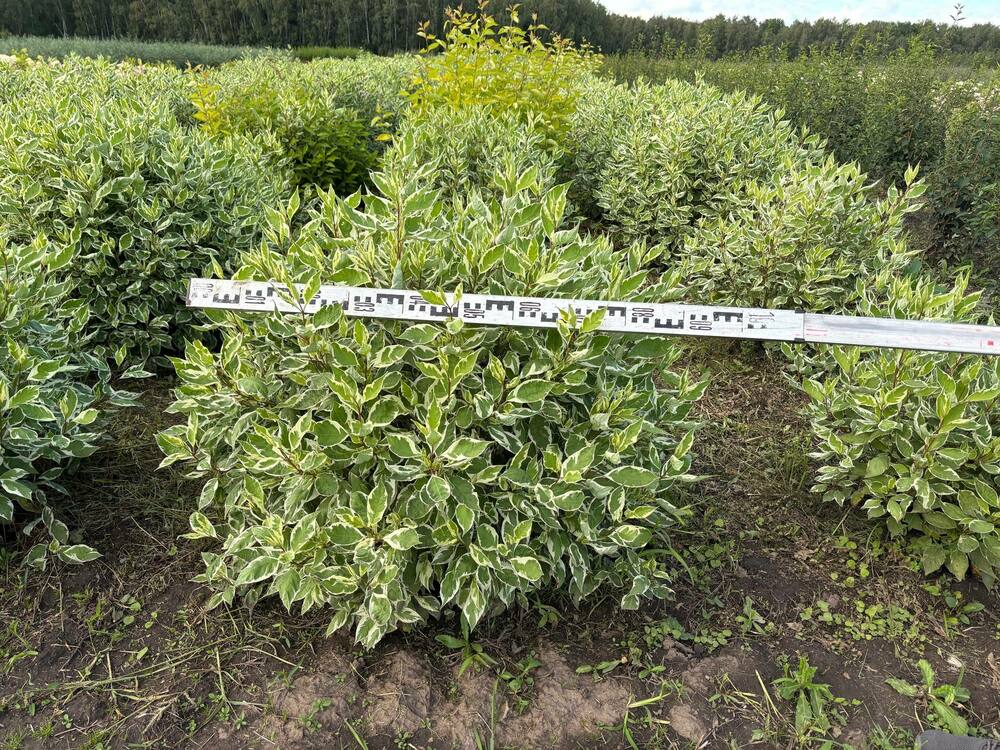 Дерен белый Айвори Хало (Cornus alba 'Ivory Halo')