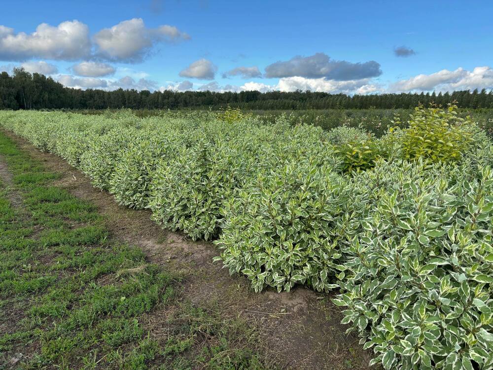 Дерен белый Айвори Хало (Cornus alba 'Ivory Halo')