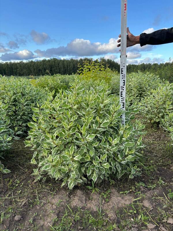 Дерен белый Айвори Хало (Cornus alba 'Ivory Halo')