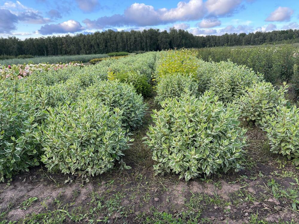 Дерен белый Айвори Хало (Cornus alba 'Ivory Halo')