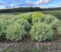 Дерен белый Айвори Хало (Cornus alba 'Ivory Halo')