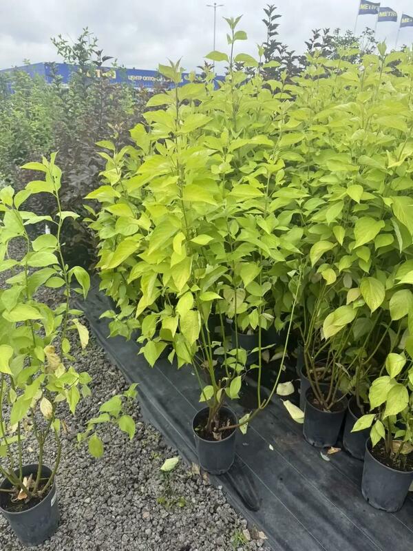 Дерен белый Ауреа (Cornus alba 'Aurea')