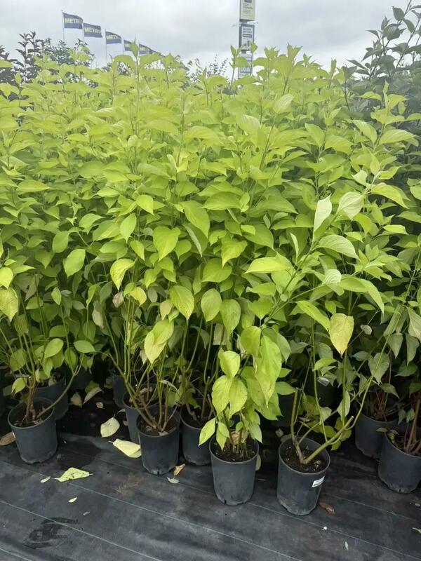 Дерен белый Ауреа (Cornus alba 'Aurea')