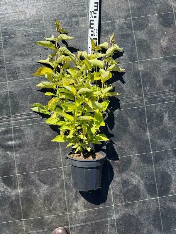 Дерен белый Ауреа (Cornus alba 'Aurea')