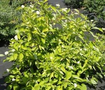 Дерен белый Ауреа (Cornus alba 'Aurea')