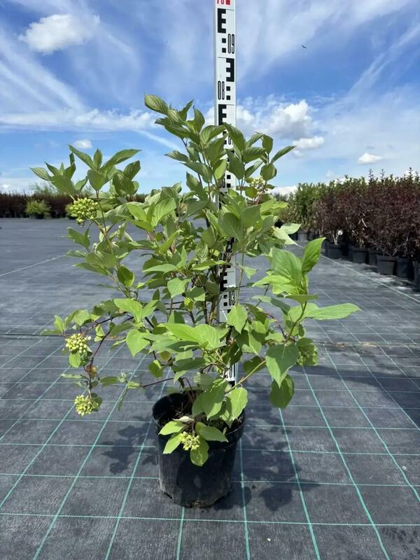 Дерен белый Сибирика (Cornus alba 'Sibirica')