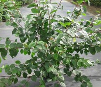 Дерен белый Сибирика (Cornus alba 'Sibirica')